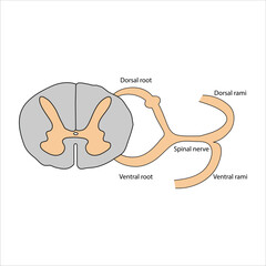 Spinal Cord Cross-Section and Spinal Nerves