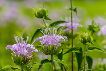 ベルガモットの薄紫色の花のクローズアップ