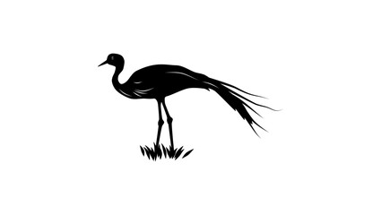 Blue Crane bird, black isolated silhouette