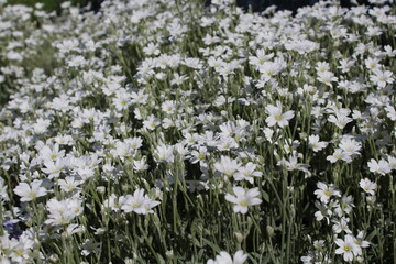 Cerastium tomentosum, snow-in-summer, an herbaceous flowering plant with white flowers. A...