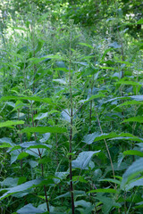 Urtica dioica or stinging nettle, in the park. Stinging nettle, a medicinal plant that is used as a bleeding, diuretic, antipyretic, wound healing, antirheumatic agent.