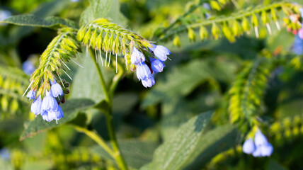 Delicate blue flowers bloom among lush green foliage in a serene garden setting during the golden hour of nature's beauty