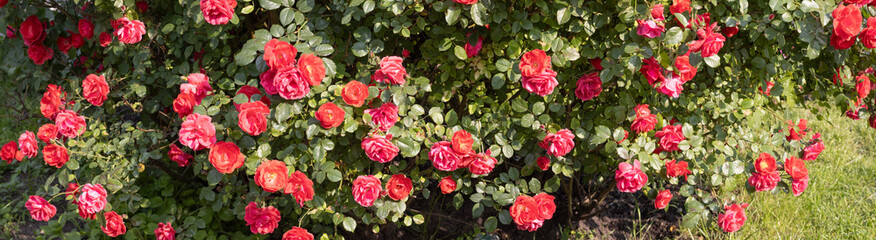 Vibrant display of blooming rose bushes filled with rich red flowers in a sunny garden during...