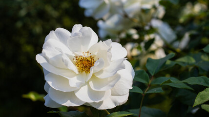 White rose blossoms thrive in a tranquil garden setting during a sunny afternoon, showcasing nature's delicate beauty