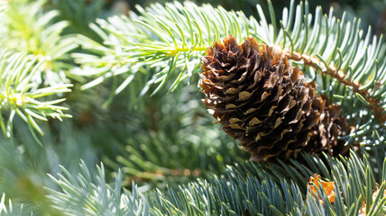 Natural beauty of a pine cone resting on vibrant green needles during a sunlit morning in a serene...
