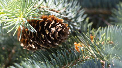 Nature's intricate details reveal a beautiful pine cone nestled among vibrant green needles on a...