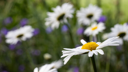 Vibrant daisies in a lush garden bringing joy and color to a bright summer day