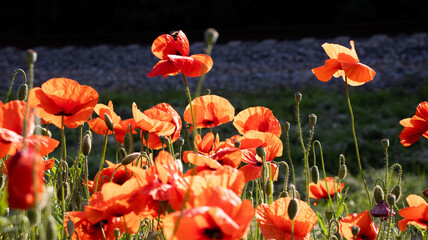 Vibrant field of red poppies dances in the sunlight, showcasing nature's exquisite floral artistry and charm in a tranquil landscape