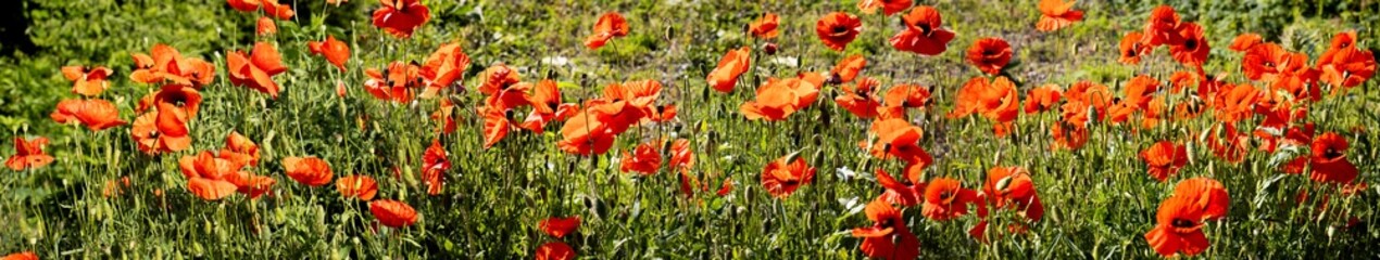 Vibrant field of wild poppies swaying in the gentle breeze on a sunny summer day