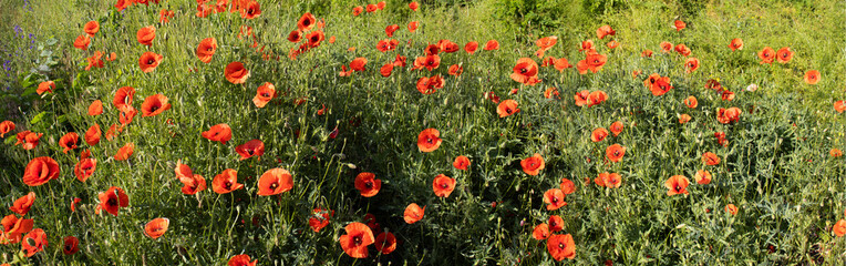 Vibrant poppy field blooming under the clear blue sky in the warmth of spring, creating a...