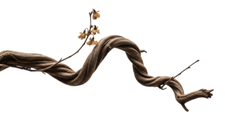 Curved wooden vine with small yellow flowers isolated on transparent bg, cutout png