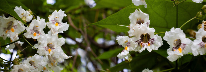 Delicate white blossoms flourish in a lush garden, attracting pollinators and adding beauty to the vibrant springtime landscape