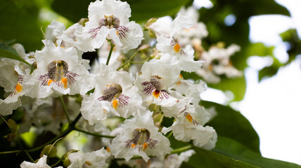 Delicate white flowers bloom amidst vibrant green leaves in a serene garden, capturing the essence of nature's beauty on a sunny day