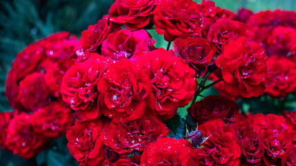 Vibrant display of blooming red roses covered in water droplets, capturing the essence of a fresh spring morning in a garden wonderland