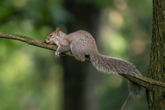 Eastern gray squirrel sleeping in a branch