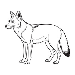 Obraz premium A Black and White Line Drawing of a Standing Coyote