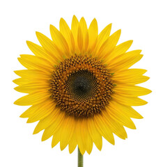 Fototapeta premium Bright sunflower with yellow petals and dark center isolated on transparent bg, cutout png