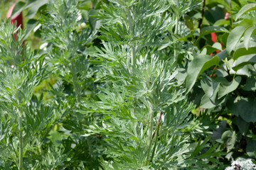 Artemisia absinthium. Grand wormwood or absinth sageworth or absinthium flowering plant.