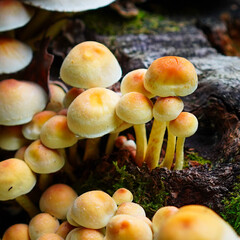 Champignon dans la foret 
