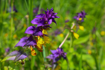 Bright purple and yellow flowers growing among green grass, standing out against a blurred...