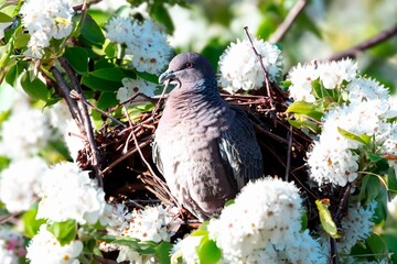 Wild pigeon Patagioenas picazuro known as white wing or carijó pigeon ideal for indoor decoration...