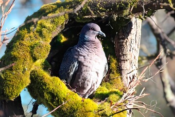 Wild pigeon Patagioenas picazuro known as white wing or carijó pigeon ideal for indoor decoration...