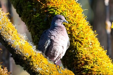 Wild pigeon Patagioenas picazuro known as white wing or carijó pigeon ideal for indoor decoration...