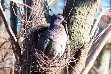 Wild pigeon Patagioenas picazuro known as white wing or carijó pigeon ideal for indoor decoration...