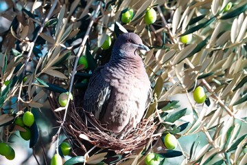 Wild pigeon Patagioenas picazuro known as white wing or carijó pigeon ideal for indoor decoration with refined fine art luxury of good taste in fine art