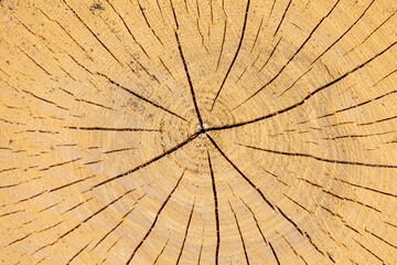 Fototapeta premium Close-up view of tree rings and splits on the cut face of a tree showcasing growth patterns and natural textures