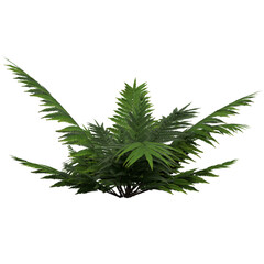 3D Realistic Green Fern Plant Isolated on Transparent Background