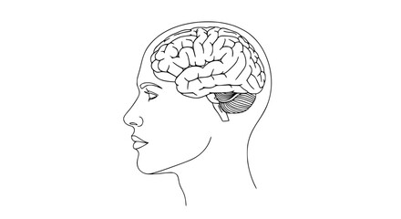  A human head in profile with a visible brain inside it transparent background , no background