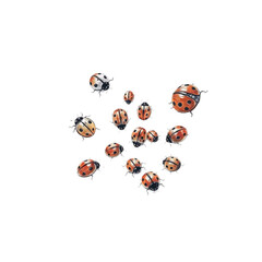 ladybug on white background