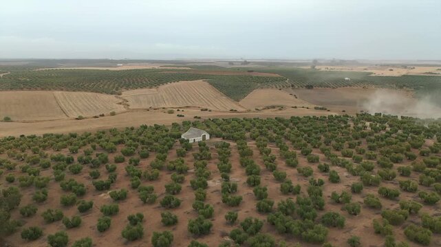 Vast olive groves and farmhouse in Andalusian countryside, Dos Hermanas, Spain. Aerial approach
