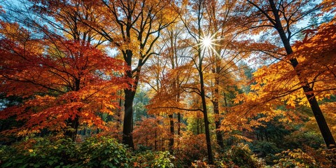 Fototapeta premium Autumn Woods. Sunlight Piercing Through Trees.