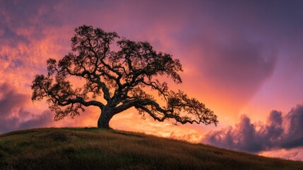 Fototapeta premium Silhouette tree on hilltop at vibrant sunset