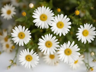 Fototapeta premium High Angle View of Pure White Daisies, Floral Background