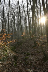 Morning in the forest