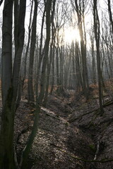 Forest in the morning