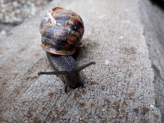 snail on a leaf
