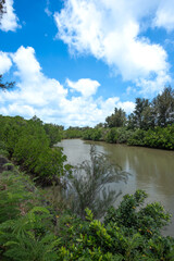 宮古島のマングローブ林