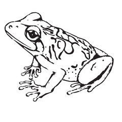Naklejka premium A frog with spots is drawn in black and white, isolated on white background