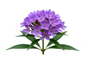 A cluster of purple flowers with green leaves isolated on white transparent background