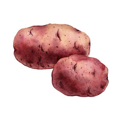 Watercolor red potatoes on transparent background