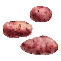 Watercolor red potatoes on transparent background