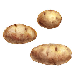 Watercolor whole potatoes on transparent background