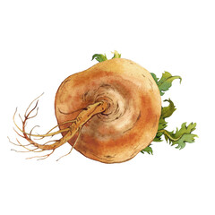 Watercolor yellow turnips with roots and leaves on transparent background