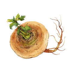 Watercolor yellow turnips with roots and leaves on transparent background