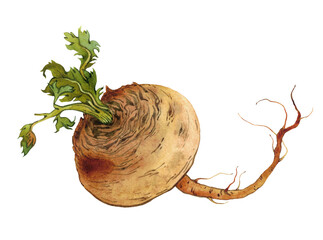 Watercolor yellow turnips with roots and leaves on transparent background