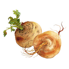 Two yellow turnips watercolor illustration on transparent background